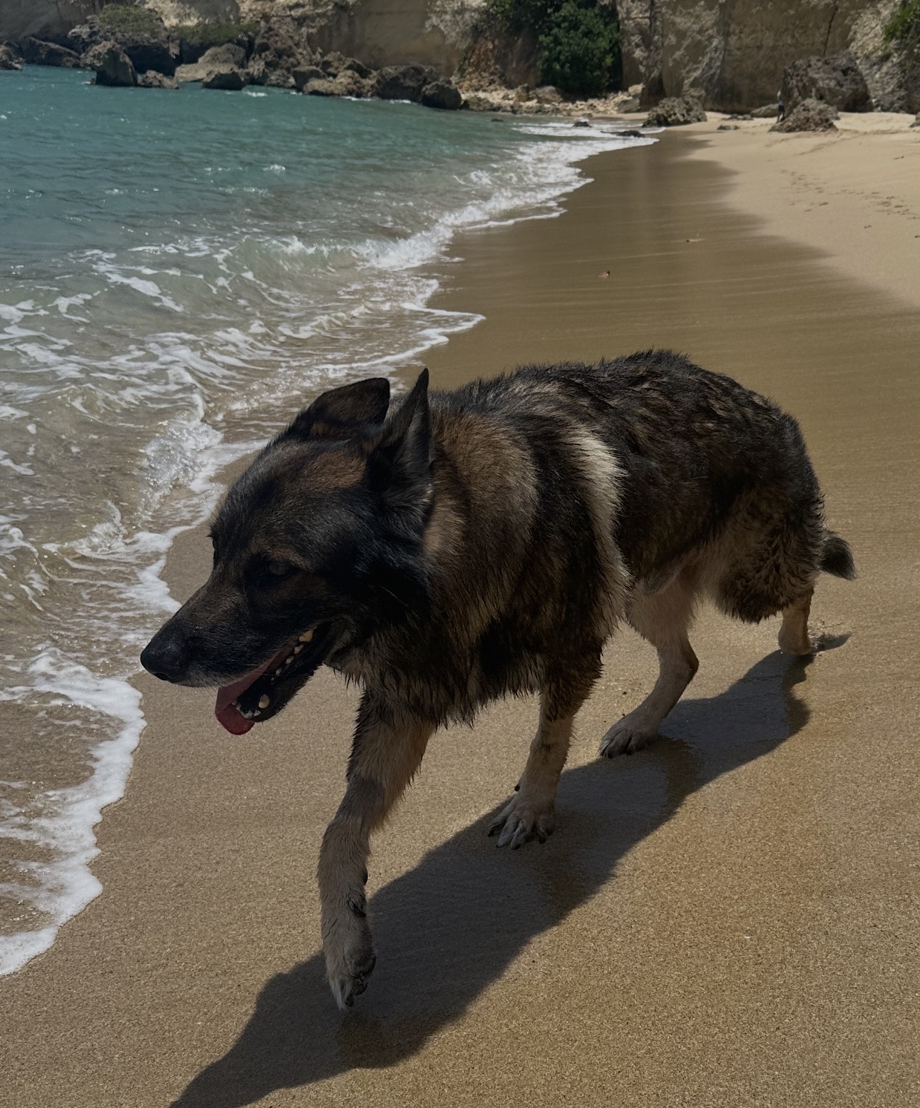 Oscar, a German Shepherd, walking on the beach with his tongue out — happy and active during the extra time after his cancer diagnosis