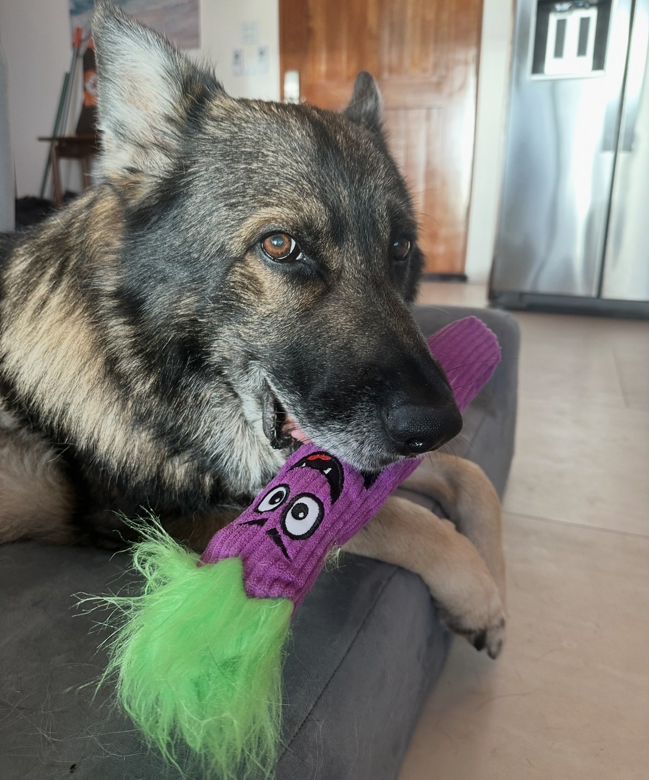 Oscar resting on the couch holding a purple plush toy — an ordinary at-home moment