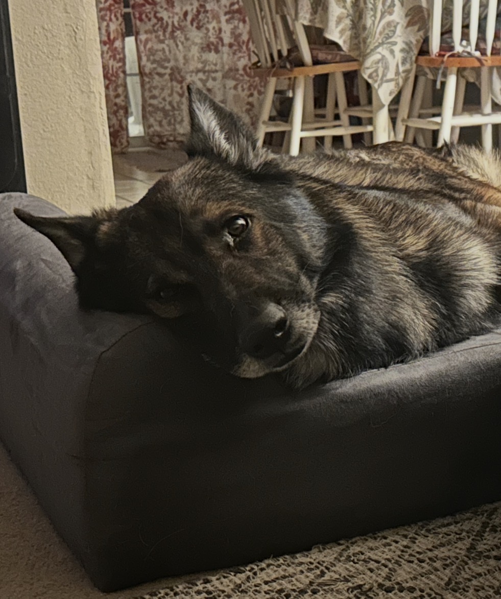 Oscar, a German Shepherd, resting his head on his dog bed and looking calmly at the camera