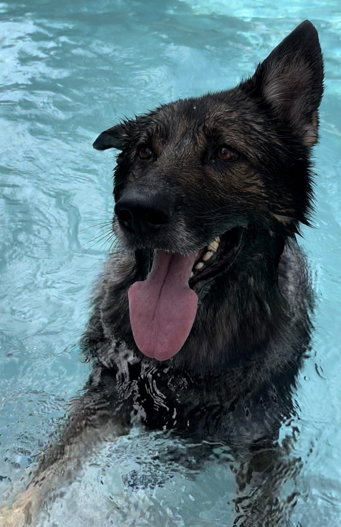 Oscar swimming happily in a pool, tongue out, during a good quality-of-life day